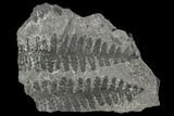 Pennsylvanian Fossil Fern (Lyginopteris) - Alabama #112736-1